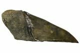 Partial Fossil Megalodon Tooth - Serrated Blade #106946-1